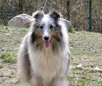 Étalon Shetland Sheepdog - Polly des Jardins de Becky