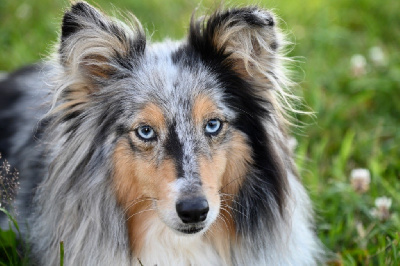 Étalon Shetland Sheepdog - Noblesse blue de l'Angelarde