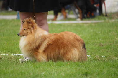 Étalon Shetland Sheepdog - CH. solar brand Zara