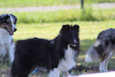 Étalon Shetland Sheepdog - Una bella noche Domaine Du Trimaleï