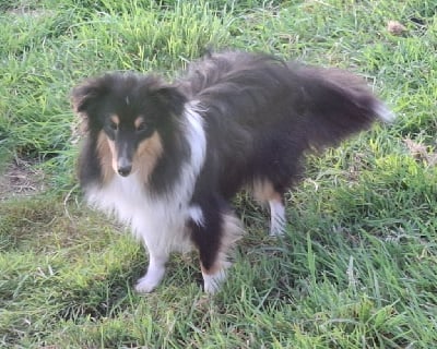 Étalon Shetland Sheepdog - Texas de l'Angelarde