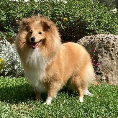 Étalon Shetland Sheepdog - Shooting star swan Of Paddington Palace