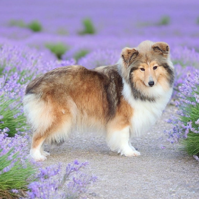 Étalon Shetland Sheepdog - Truffy De La Colline d'Ans