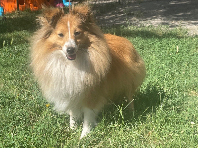 Étalon Shetland Sheepdog - siriusgate Promise me a secret love