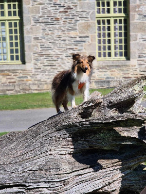 Étalon Shetland Sheepdog - Unchained melody Du Jardin D'aouregan