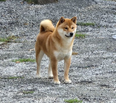 Étalon Shiba - des Gardiens de la Vendinelle Ulysse