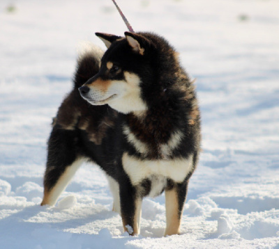 Étalon Shiba - Ultron Des Fideles Akita Ken