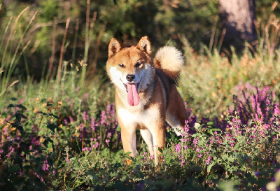 Étalon Shiba - inishie no Senryuu go bangaichisou