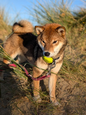 Étalon Shiba - Vanilla sky Go Sakura Kensha