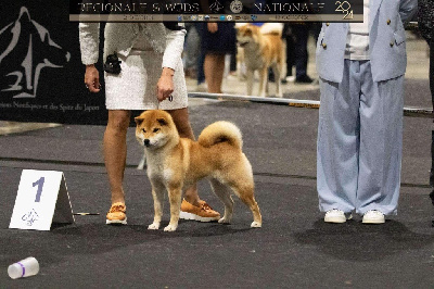 Étalon Shiba - Hoxakam Thémis