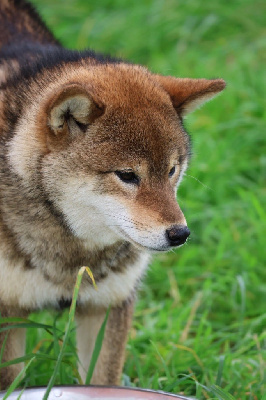 Étalon Shiba - Nippon'ai V karasu go dite aloy