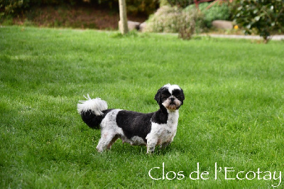 Étalon Shih Tzu - Thalia Du Clos De L'Ecotay