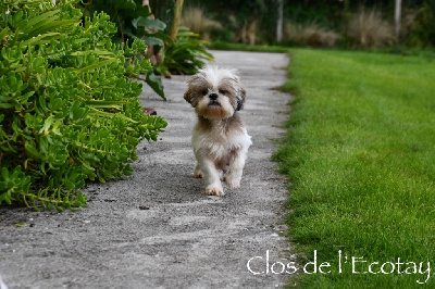 Étalon Shih Tzu - Saya Du Clos De L'Ecotay