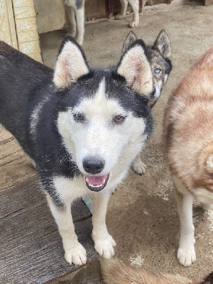 Étalon Siberian Husky - Shakira Des Nordistes Gersois