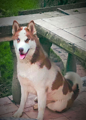 Étalon Siberian Husky - Vortex in' the milky way of Bright Star Syrius