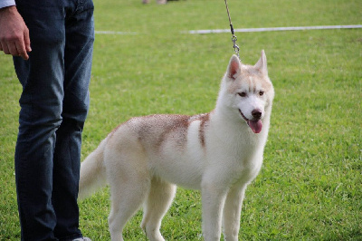 Étalon Siberian Husky - Triskelle legend Des Brumes de Brocéliande