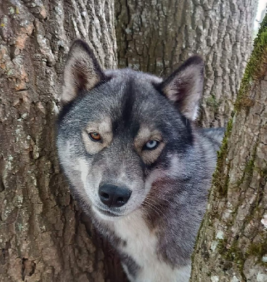 Étalon Siberian Husky - Ti-louve Blue Escape