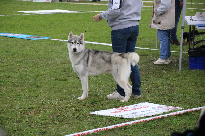 Étalon Siberian Husky - Urios Des Legendes Du Triskel