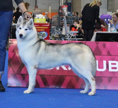 Étalon Siberian Husky - Pretty little atlanterra Of Siberian Empire