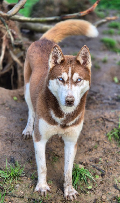 Étalon Siberian Husky - T'eline Of Sakha Siberian