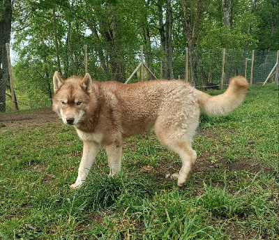 Étalon Siberian Husky - Piter pen baddi boy