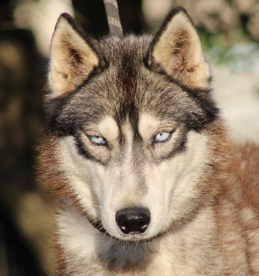 Étalon Siberian Husky - Ulyanna De La Tendre Puissance