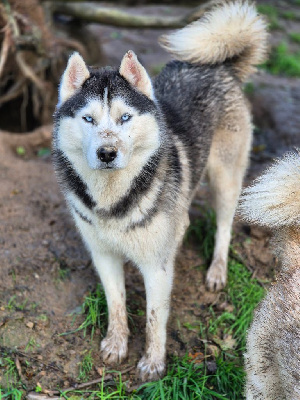 Étalon Siberian Husky - Terrible cute akela du Domaine des Gladiateurs