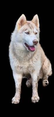 Étalon Siberian Husky - U'liv du Règne De Kayna