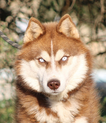 Étalon Siberian Husky - Totem Of watson lake