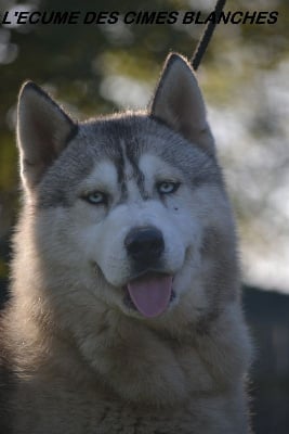 Étalon Siberian Husky - Sniper de l'écume des cimes blanches