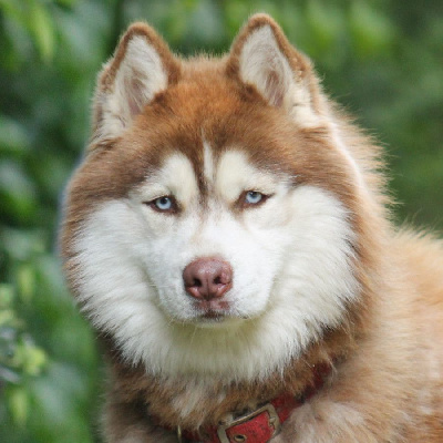 Étalon Siberian Husky - Liubov's Troïka