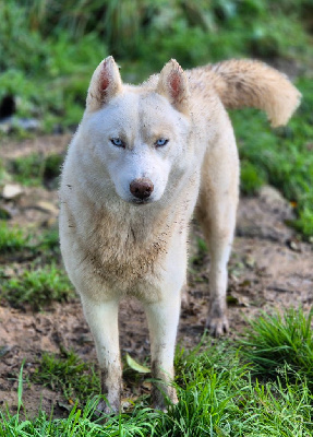 Étalon Siberian Husky - Liubov's Eydis