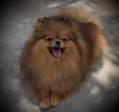 Étalon Spitz allemand - goldpomeranians Ciana