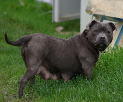 Étalon Staffordshire Bull Terrier - Tiki (Sans Affixe)