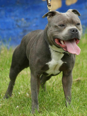 Étalon Staffordshire Bull Terrier - Amour gomez staffturk}