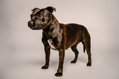 Étalon Staffordshire Bull Terrier - The dark side of-the moon des Espoirs de Wallieux