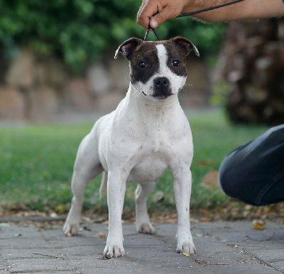 Étalon Staffordshire Bull Terrier - Hot Rever’s Sublime pearl