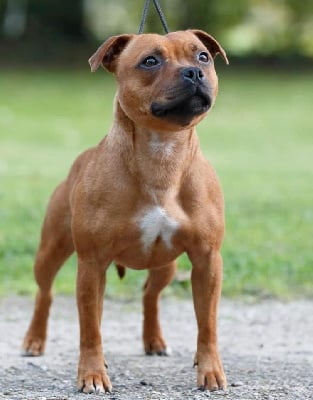 Étalon Staffordshire Bull Terrier - Hot Rever’s Saccaguawia