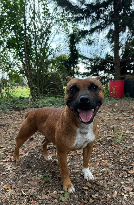 Étalon Staffordshire Bull Terrier - Skizo Of Suprême Staffy's