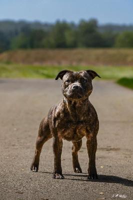 Étalon Staffordshire Bull Terrier - Hot Rever’s Teyanah zarkava