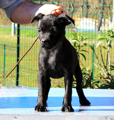 Étalon Staffordshire Bull Terrier - Terrier's Paradise Vinicius