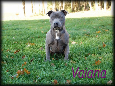 Étalon Staffordshire Bull Terrier - Vaiana (Sans Affixe)