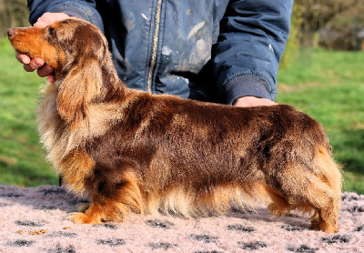 Étalon Teckel poil long - Thor Du grand baronnet