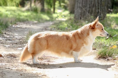 Étalon Welsh Corgi Pembroke - Jolie lee summer (Sans Affixe)