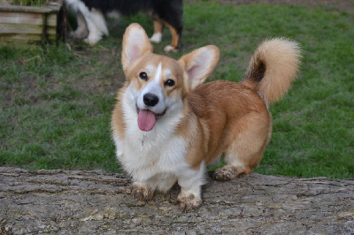 Étalon Welsh Corgi Pembroke - Uncle sam Des Gazons D'Ile De France