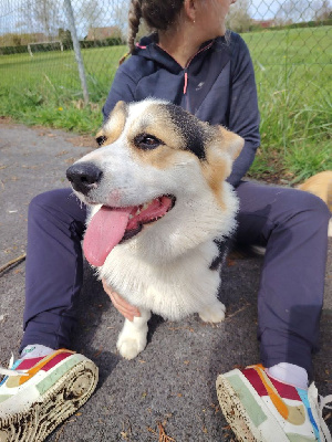 Étalon Welsh Corgi Pembroke - Opus Grande Uther