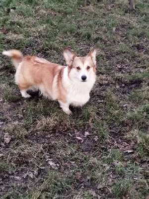 Étalon Welsh Corgi Pembroke - Opus Grande Shampalli