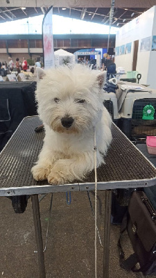 Étalon West Highland White Terrier - Union jack des Olipins