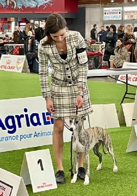 Étalon Whippet - Timy des Jardins de Becky