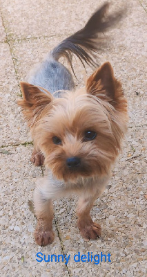 Étalon Yorkshire Terrier - Sunny delight Des P'tits Bouts D'amour